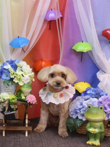 20230613ショコラくん